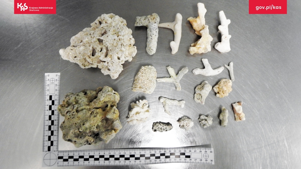 Egzotyczne skarby w walizkach? Mazowiecka KAS odkrywa przemyt chronionych gatunków - zdjęcie #5 - eOstroleka.pl