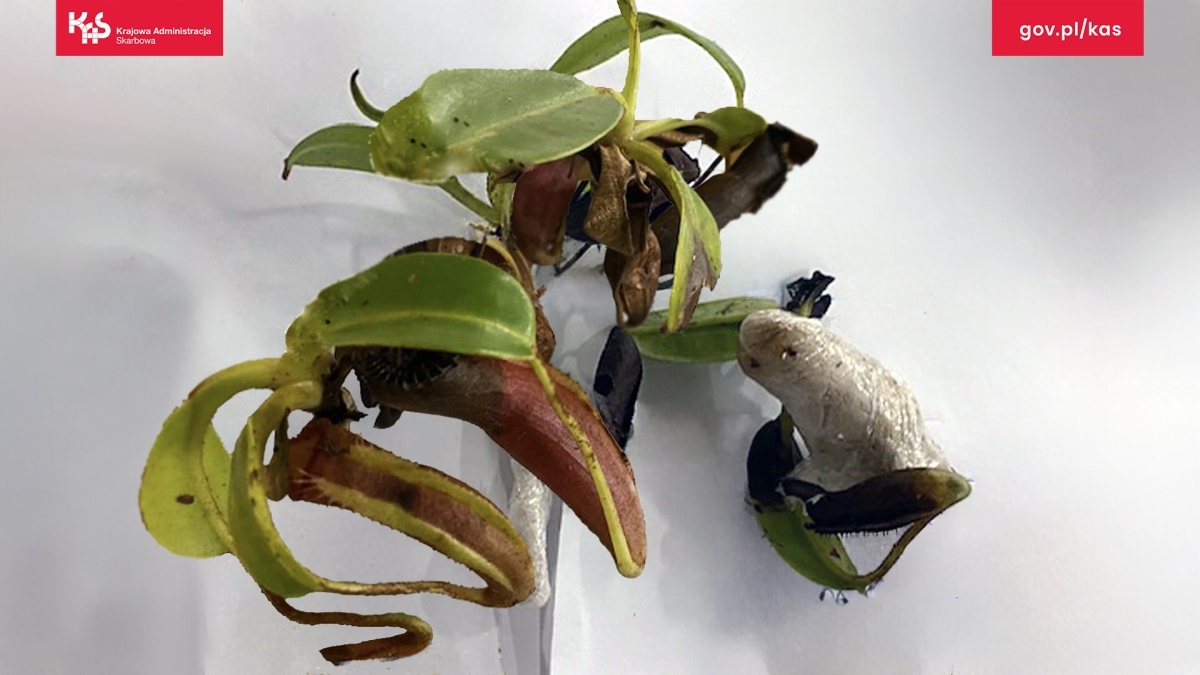 Egzotyczne skarby w walizkach? Mazowiecka KAS odkrywa przemyt chronionych gatunków - zdjęcie #4 - eOstroleka.pl