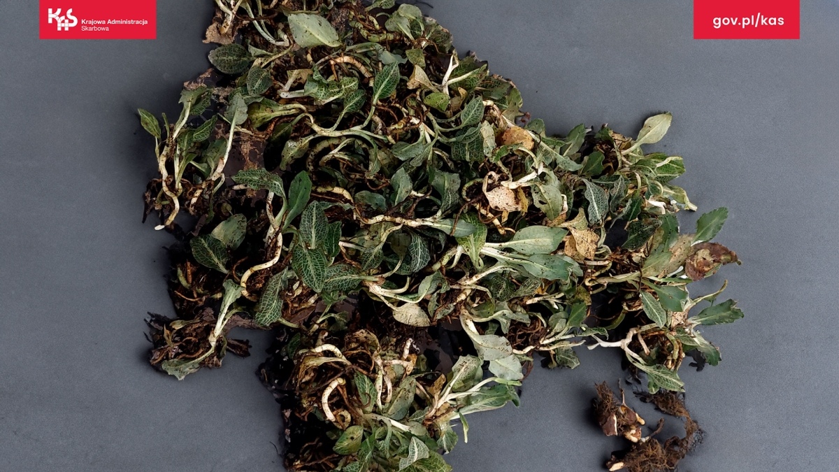 Egzotyczne skarby w walizkach? Mazowiecka KAS odkrywa przemyt chronionych gatunków - zdjęcie #3 - eOstroleka.pl