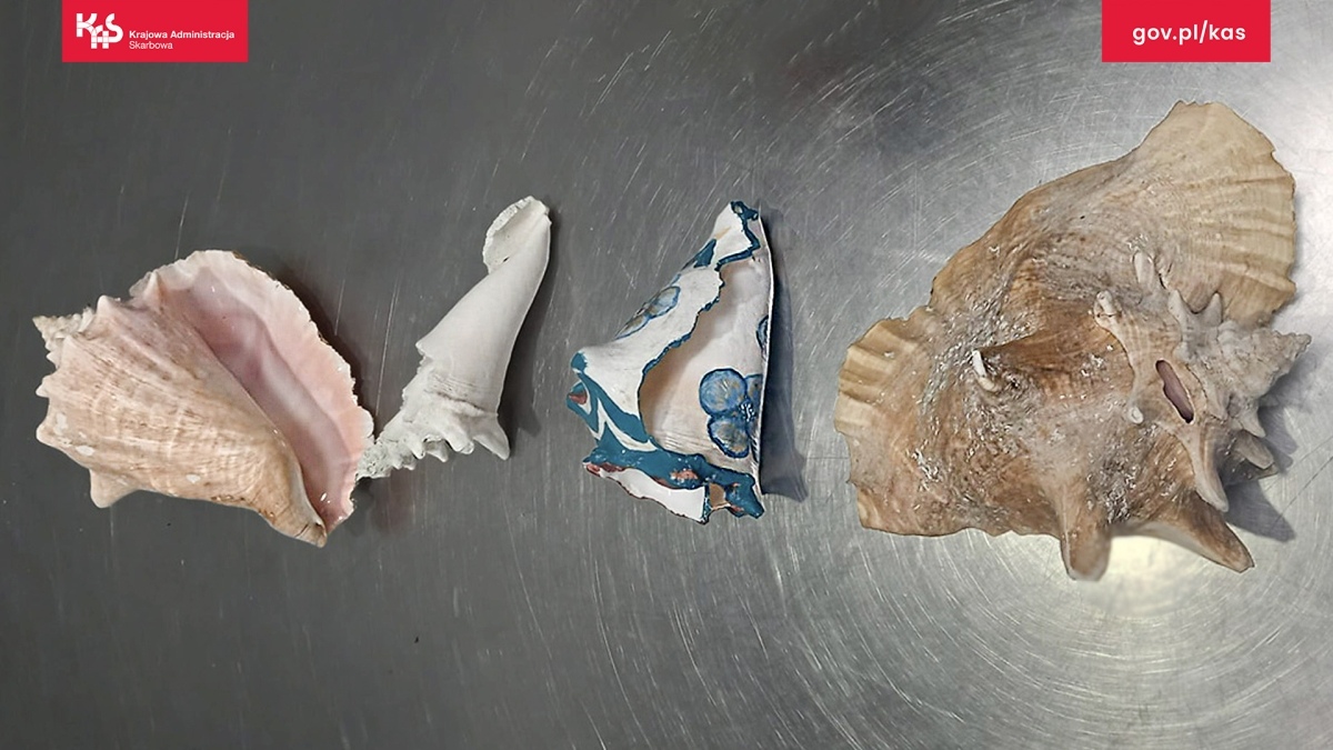 Egzotyczne skarby w walizkach? Mazowiecka KAS odkrywa przemyt chronionych gatunków - zdjęcie #2 - eOstroleka.pl