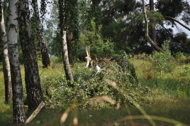 Kruszewo: Skutki nawałnicy (21 VII 2011) - zdjęcie #26 - eOstroleka.pl