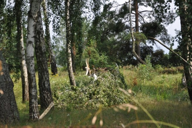 Kruszewo: Skutki nawałnicy (21 VII 2011) - zdjęcie #25 - eOstroleka.pl