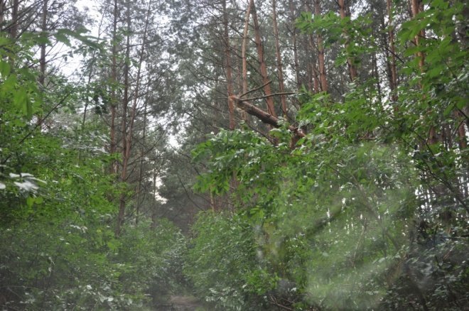 Kruszewo: Skutki nawałnicy (21 VII 2011) - zdjęcie #24 - eOstroleka.pl