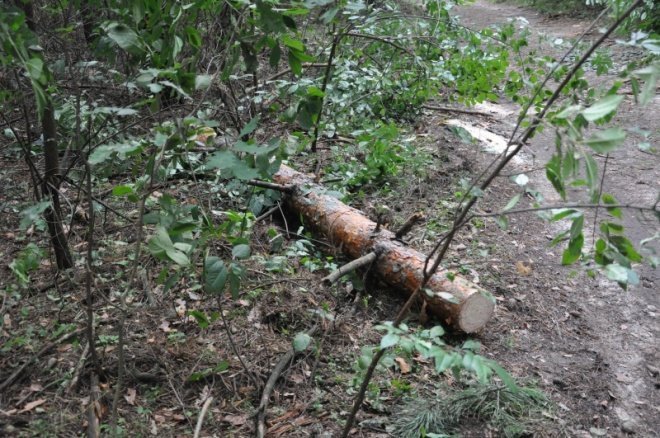 Kruszewo: Skutki nawałnicy (21 VII 2011) - zdjęcie #21 - eOstroleka.pl