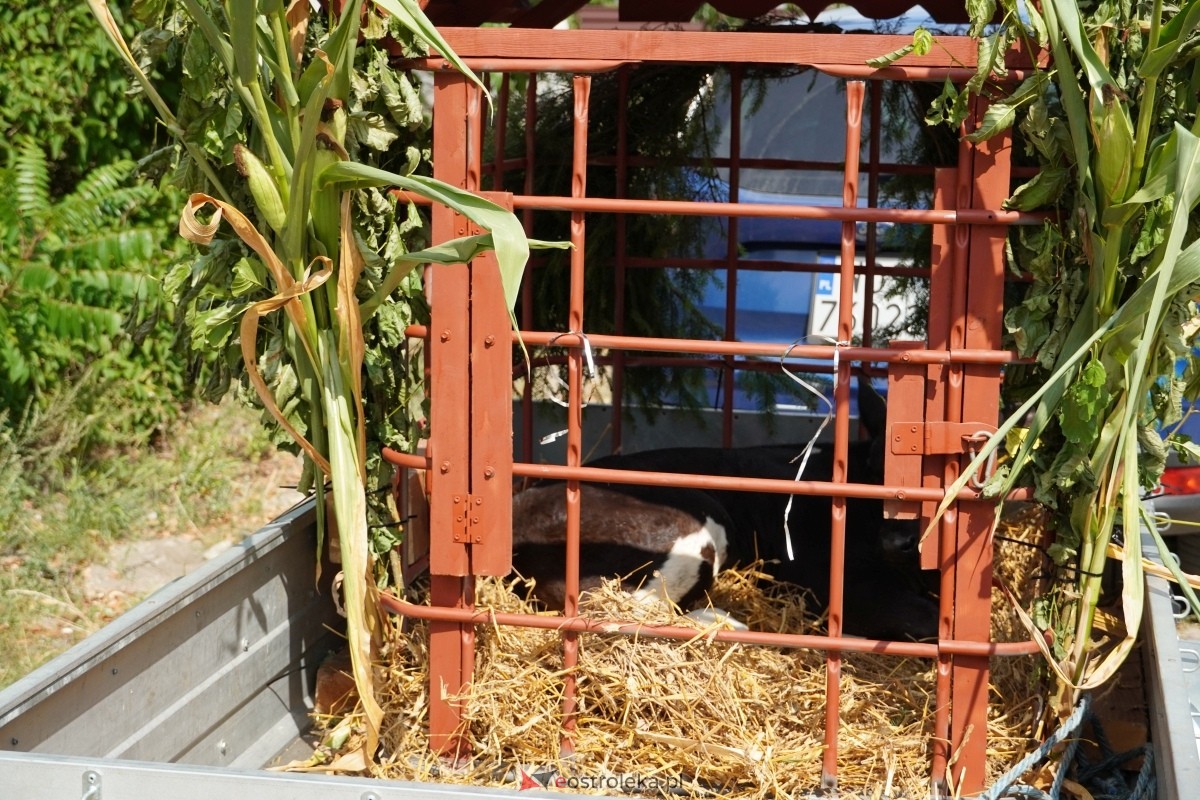 Odpust św. Rocha w Kadzidle [16.08.2024] - zdjęcie #18 - eOstroleka.pl