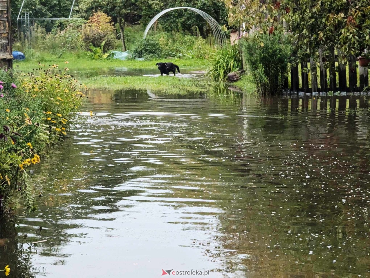 Zalana posesja przy Energetycznej [19.08.2024] - zdjęcie #12 - eOstroleka.pl