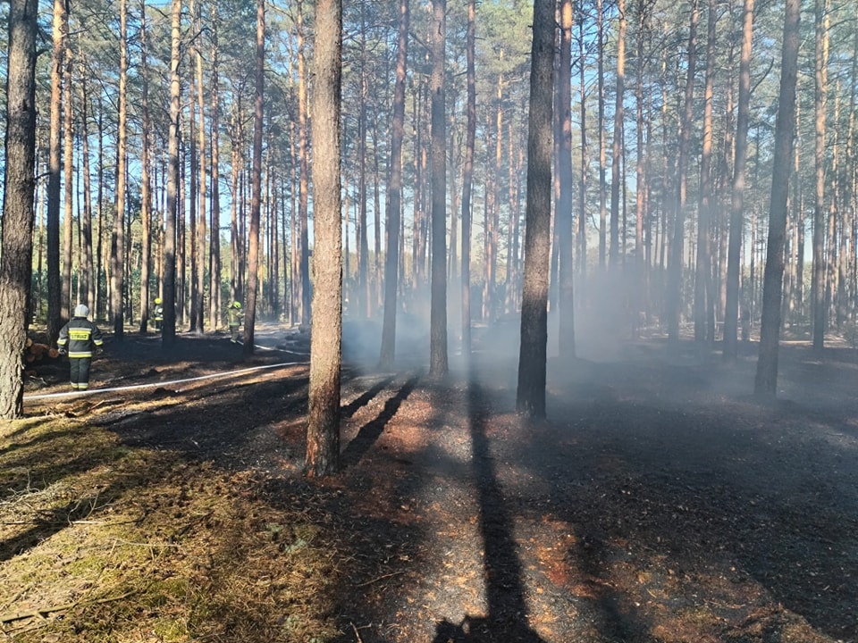 Dromader w akcji! Pożar lasu w Wachu [27.09.2024] - zdjęcie #12 - eOstroleka.pl