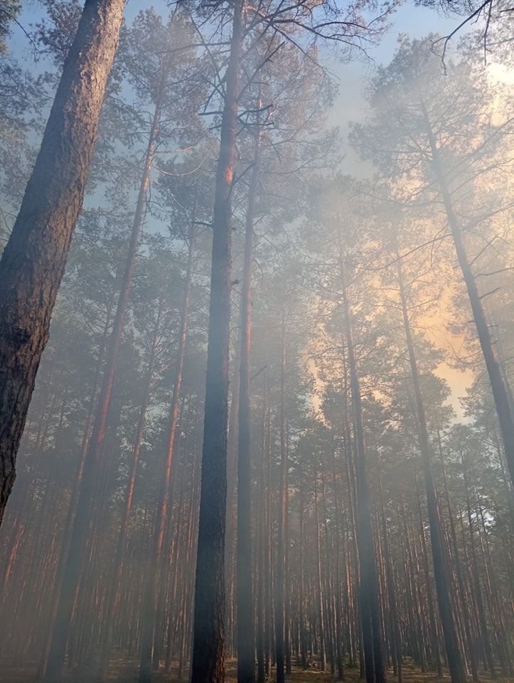 Dromader w akcji! Pożar lasu w Wachu [27.09.2024] - zdjęcie #5 - eOstroleka.pl