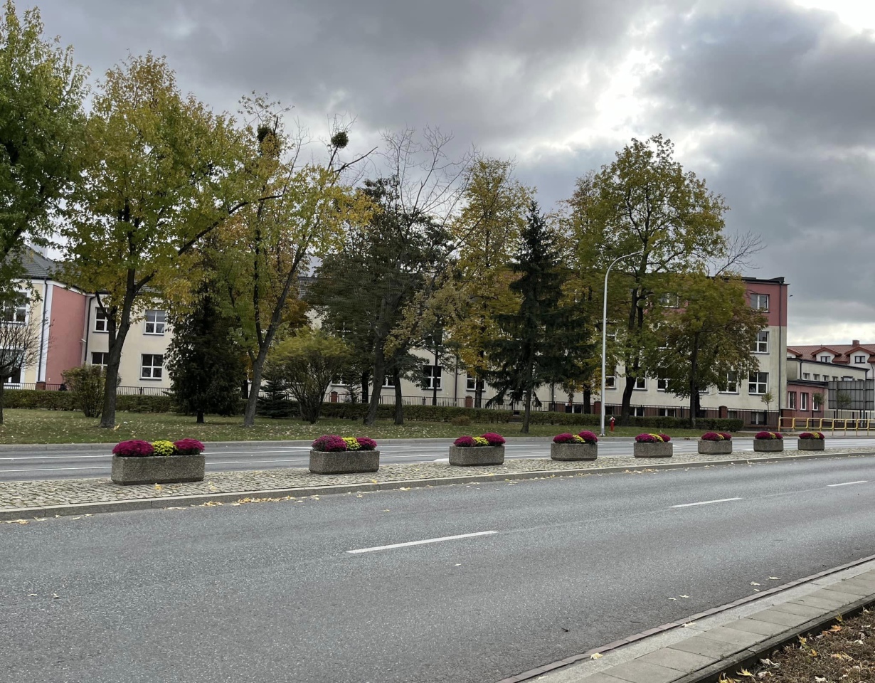 Chryzantemy na ulicach Ostrołęki [23.10.2024] - zdjęcie #11 - eOstroleka.pl