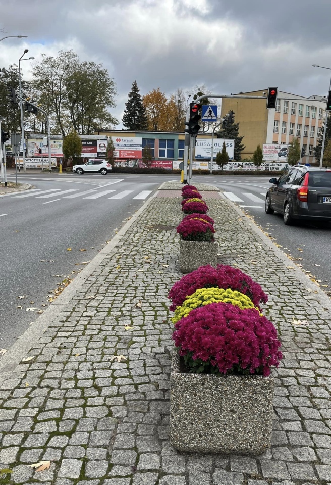Chryzantemy na ulicach Ostrołęki [23.10.2024] - zdjęcie #8 - eOstroleka.pl