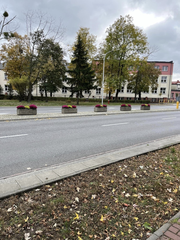 Chryzantemy na ulicach Ostrołęki [23.10.2024] - zdjęcie #9 - eOstroleka.pl