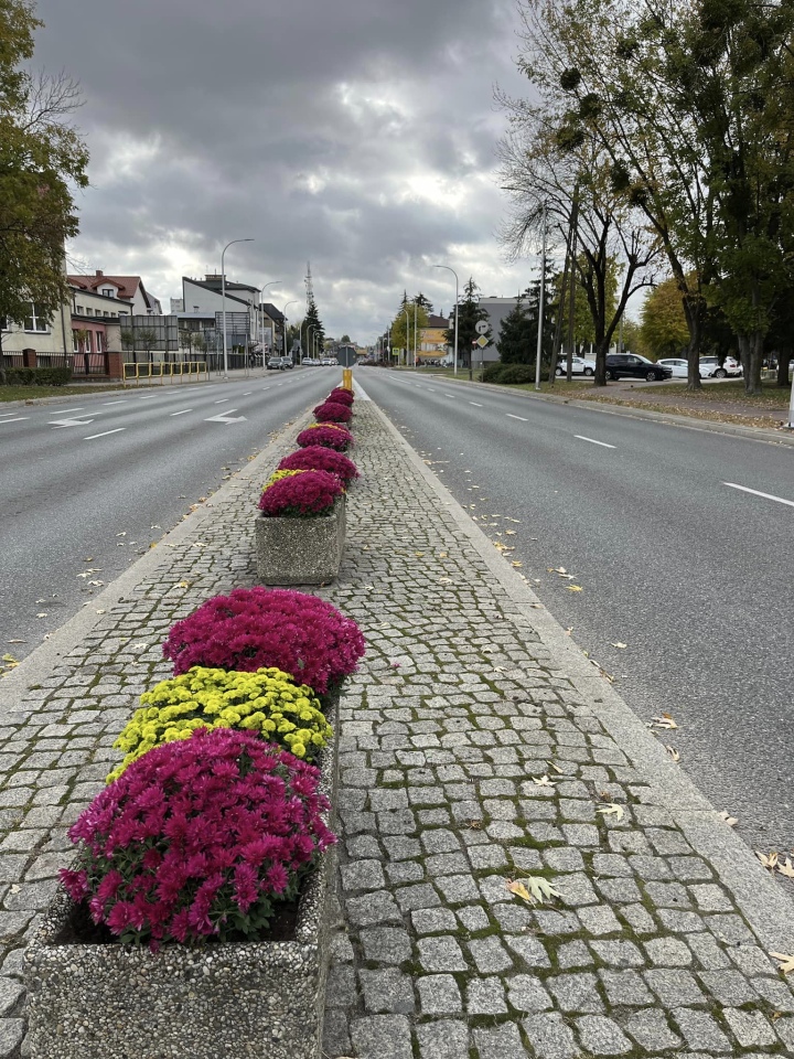 Chryzantemy na ulicach Ostrołęki [23.10.2024] - zdjęcie #1 - eOstroleka.pl