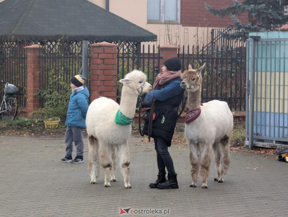 Narew Ostrołęka - Delta Słupno [16.11.2024] - zdjęcie #46 - eOstroleka.pl