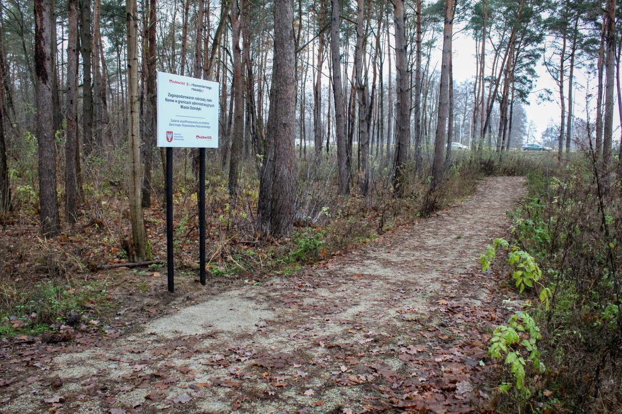 Leśny zakątek Ostrołęki: Nowe inwestycje w lasku przy ul. Warszawskiej [04.12.2024] - zdjęcie #17 - eOstroleka.pl