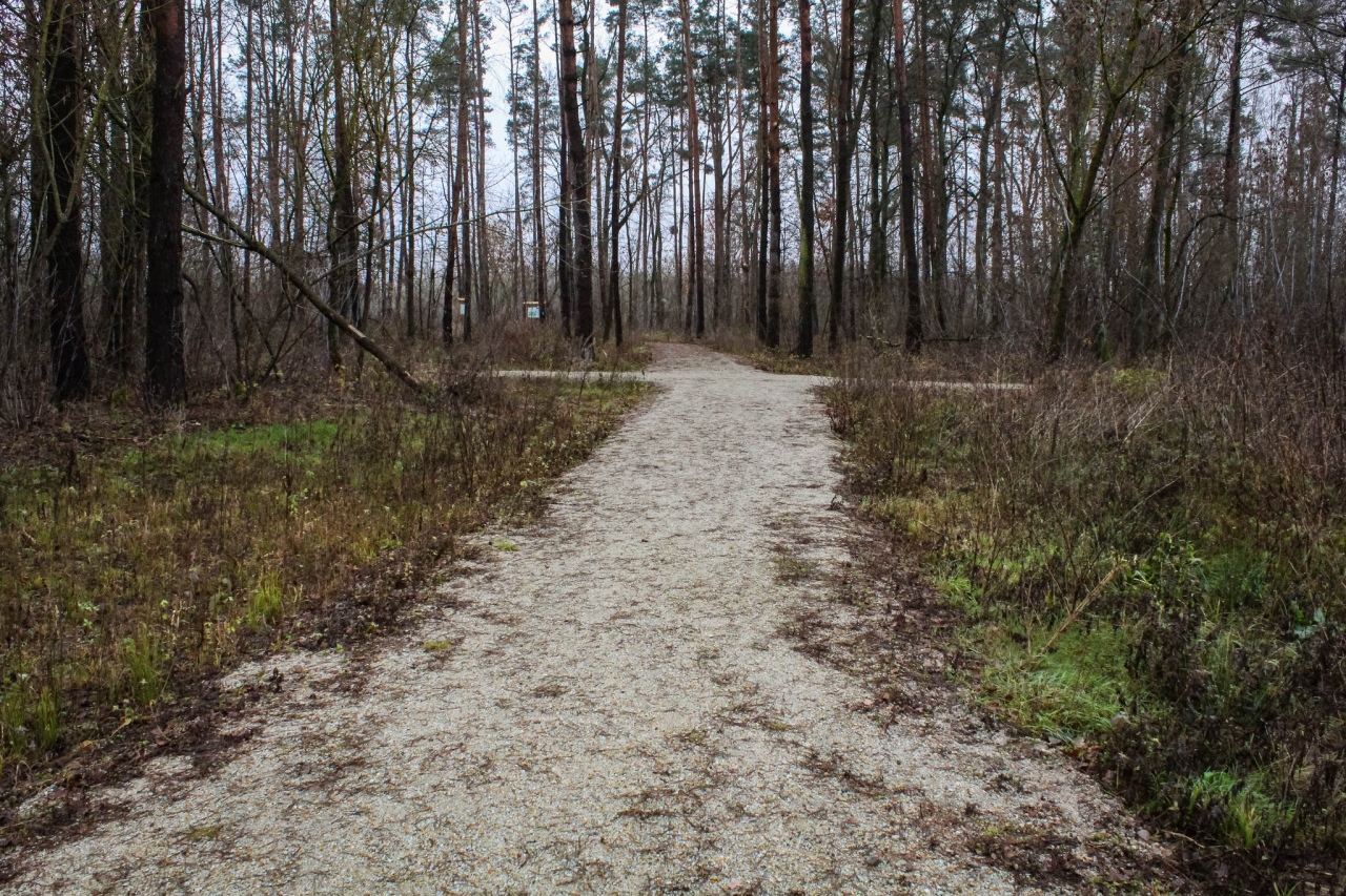Leśny zakątek Ostrołęki: Nowe inwestycje w lasku przy ul. Warszawskiej [04.12.2024] - zdjęcie #16 - eOstroleka.pl