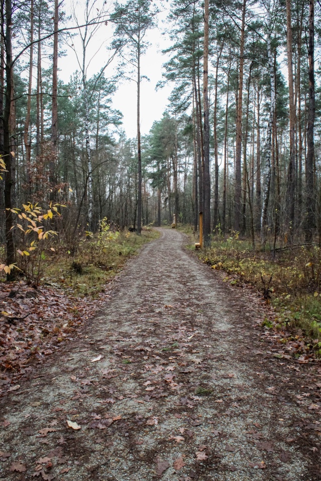 Leśny zakątek Ostrołęki: Nowe inwestycje w lasku przy ul. Warszawskiej [04.12.2024] - zdjęcie #15 - eOstroleka.pl