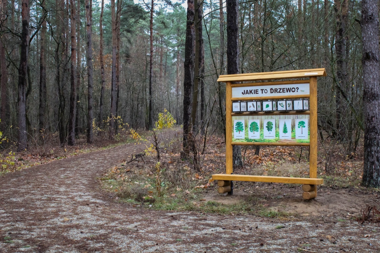 Leśny zakątek Ostrołęki: Nowe inwestycje w lasku przy ul. Warszawskiej [04.12.2024] - zdjęcie #5 - eOstroleka.pl