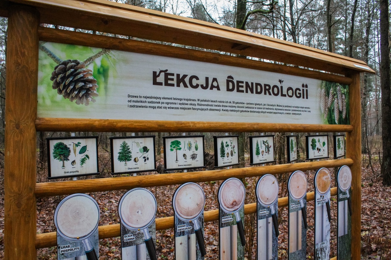 Leśny zakątek Ostrołęki: Nowe inwestycje w lasku przy ul. Warszawskiej [04.12.2024] - zdjęcie #2 - eOstroleka.pl
