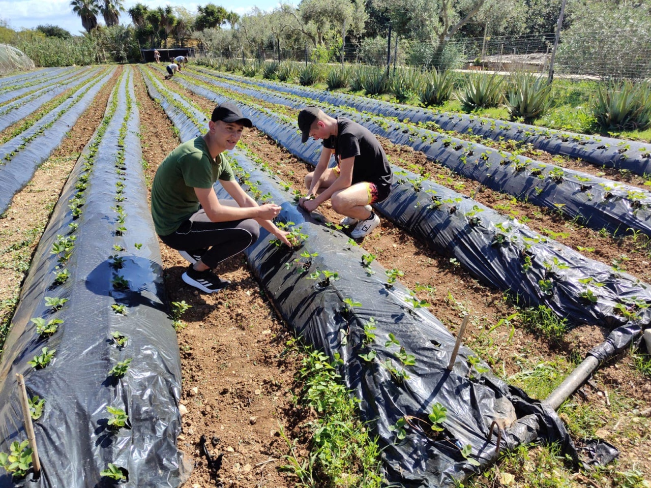 Projekt „Efektywnie i mobilnie - technik w Europie (Malta) nr 2023-1-PL01-KA122-VET-000115930 w Zespole Szkół Powiatowych w Goworowie dobiega końca - zdjęcie #139 - eOstroleka.pl