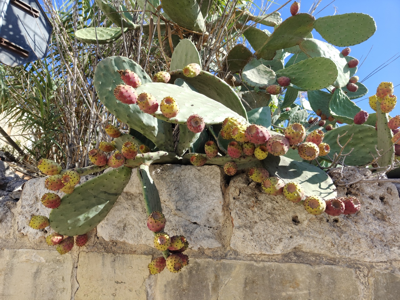 Projekt „Efektywnie i mobilnie - technik w Europie (Malta) nr 2023-1-PL01-KA122-VET-000115930 w Zespole Szkół Powiatowych w Goworowie dobiega końca - zdjęcie #12 - eOstroleka.pl