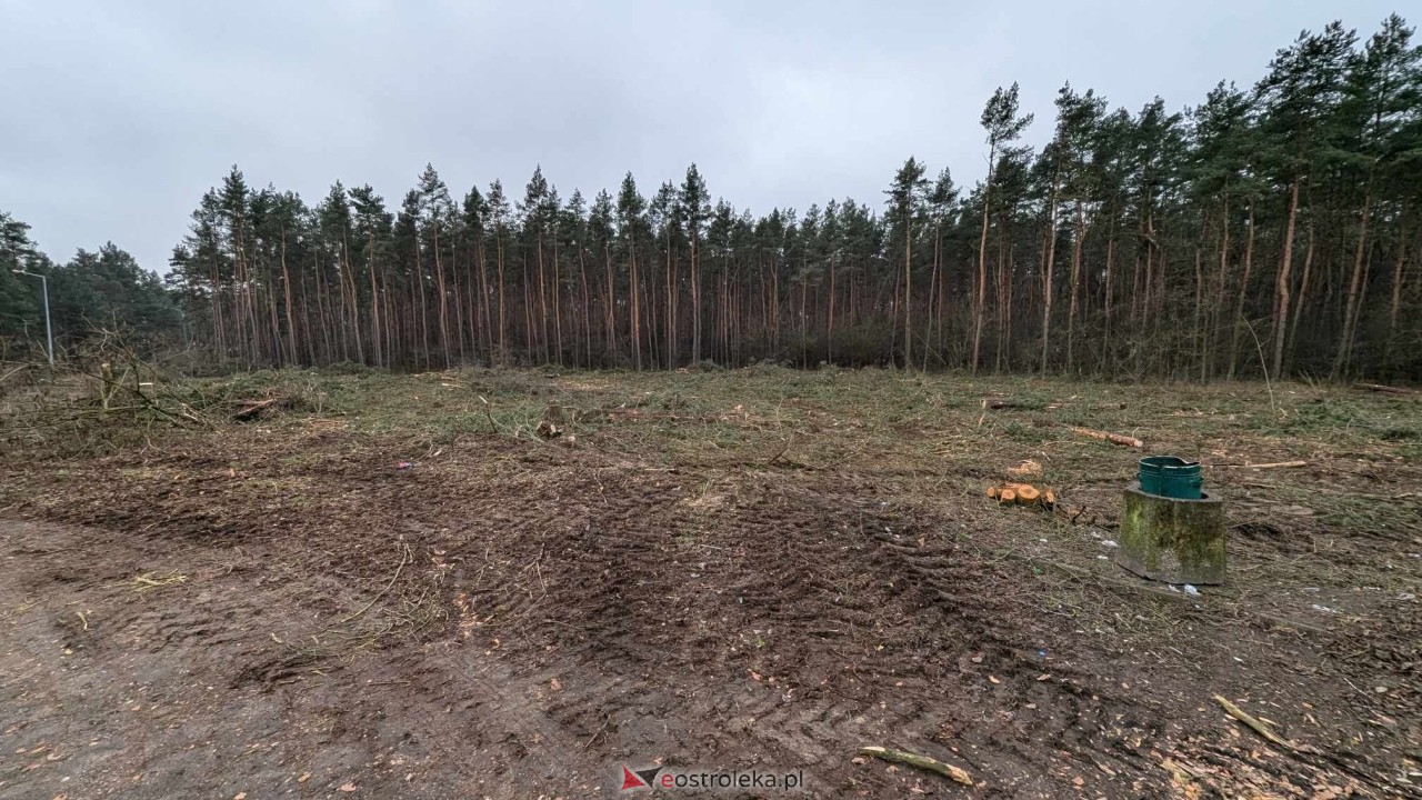 Wycinka drzew pod budowę obwodnicy Ostrołęki [24.01.2025] - zdjęcie #26 - eOstroleka.pl