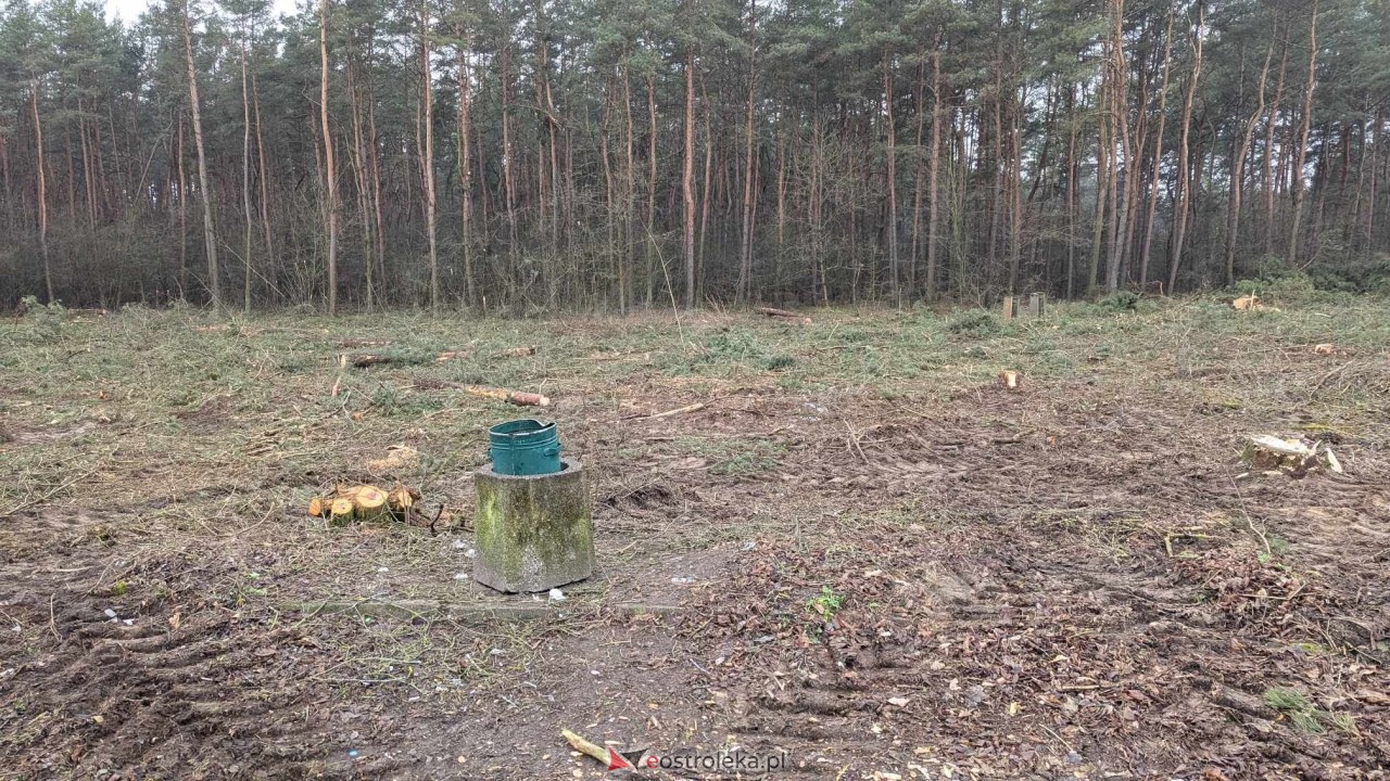 Wycinka drzew pod budowę obwodnicy Ostrołęki [24.01.2025] - zdjęcie #25 - eOstroleka.pl