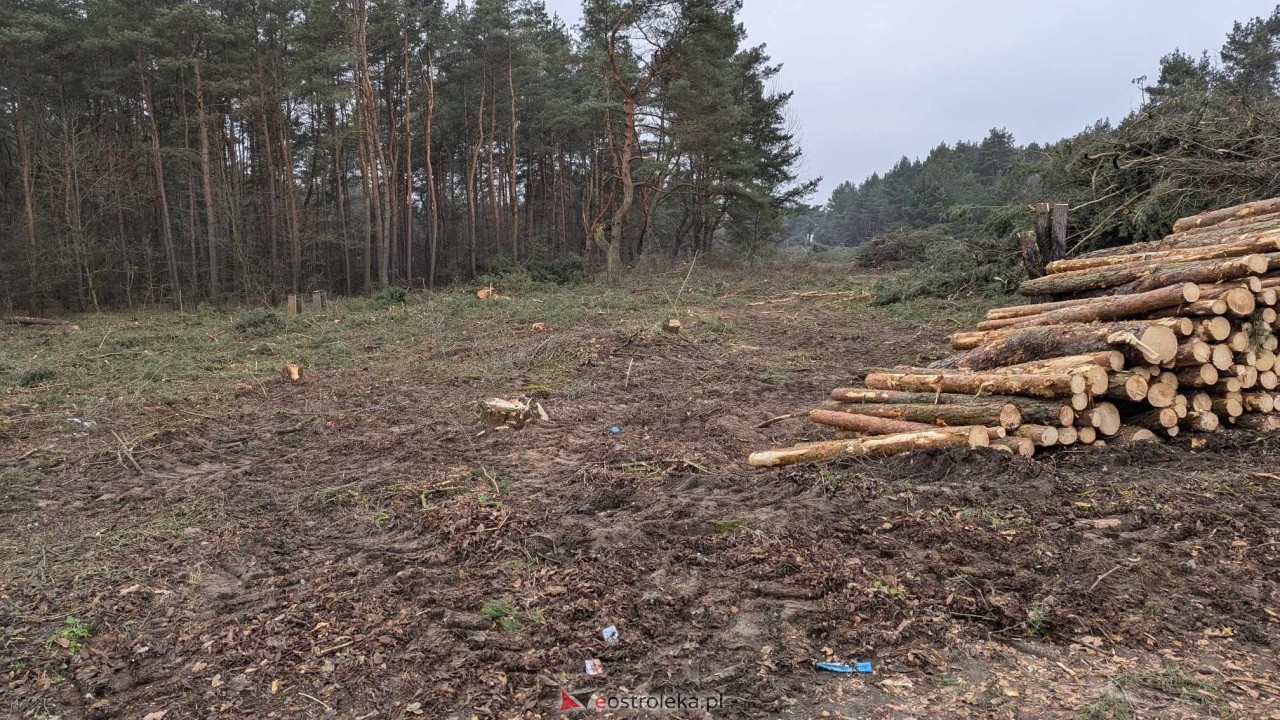 Wycinka drzew pod budowę obwodnicy Ostrołęki [24.01.2025] - zdjęcie #19 - eOstroleka.pl