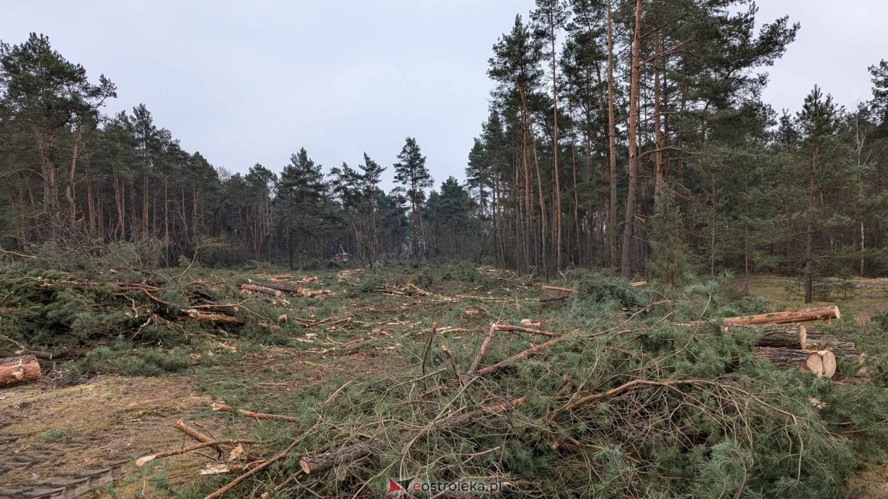 Wycinka drzew pod budowę obwodnicy Ostrołęki [24.01.2025] - zdjęcie #12 - eOstroleka.pl