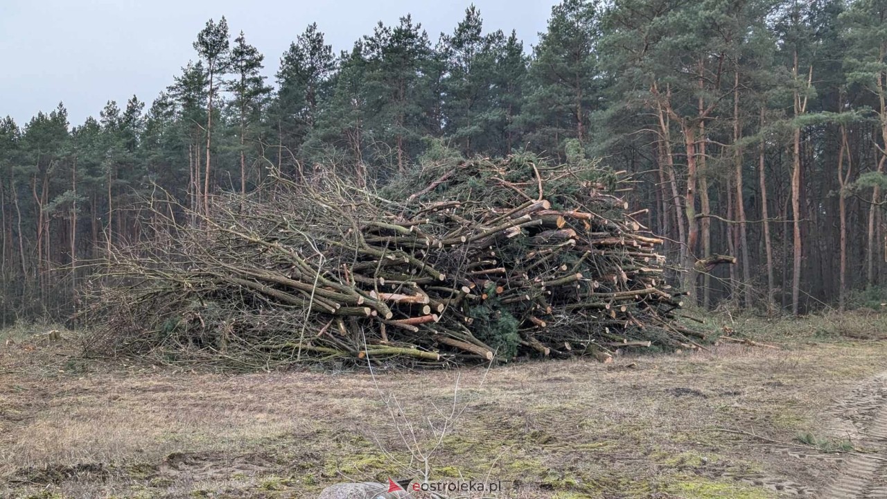 Wycinka drzew pod budowę obwodnicy Ostrołęki [24.01.2025] - zdjęcie #11 - eOstroleka.pl