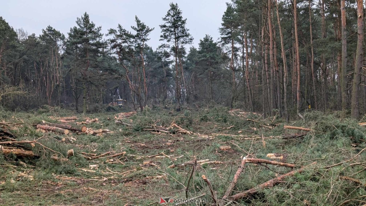 Wycinka drzew pod budowę obwodnicy Ostrołęki [24.01.2025] - zdjęcie #9 - eOstroleka.pl