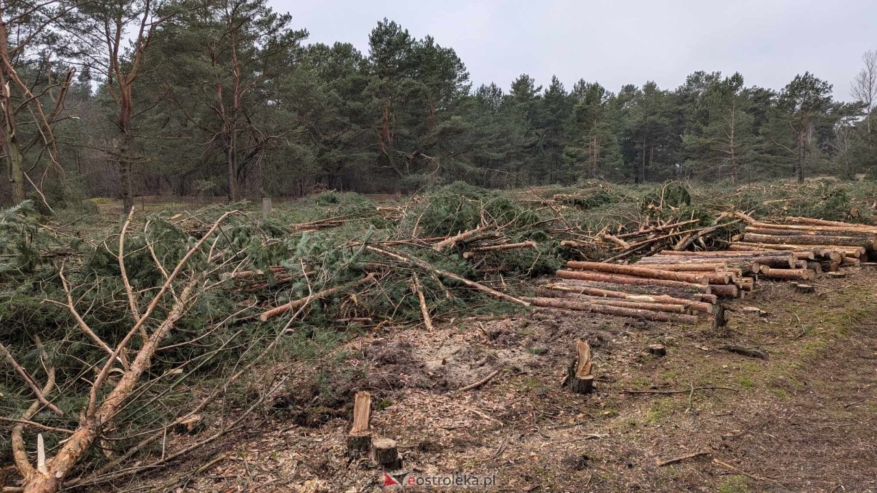 Wycinka drzew pod budowę obwodnicy Ostrołęki [24.01.2025] - zdjęcie #5 - eOstroleka.pl