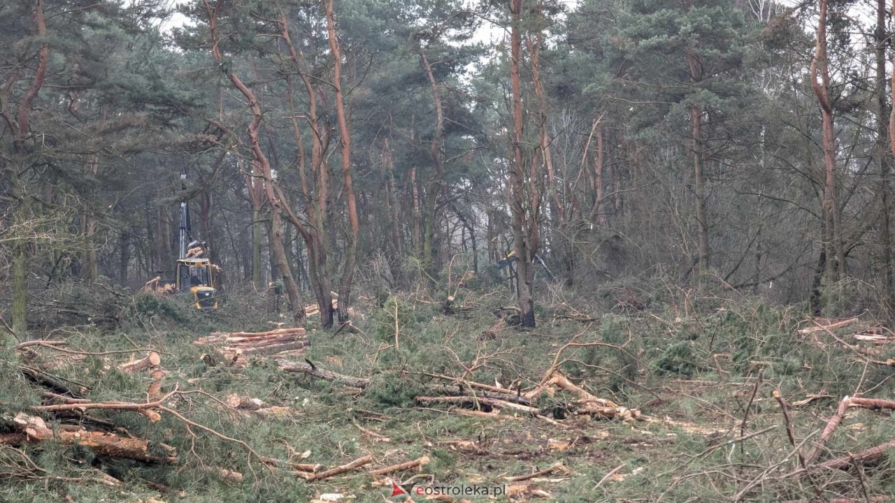 Wycinka drzew pod budowę obwodnicy Ostrołęki [24.01.2025] - zdjęcie #4 - eOstroleka.pl