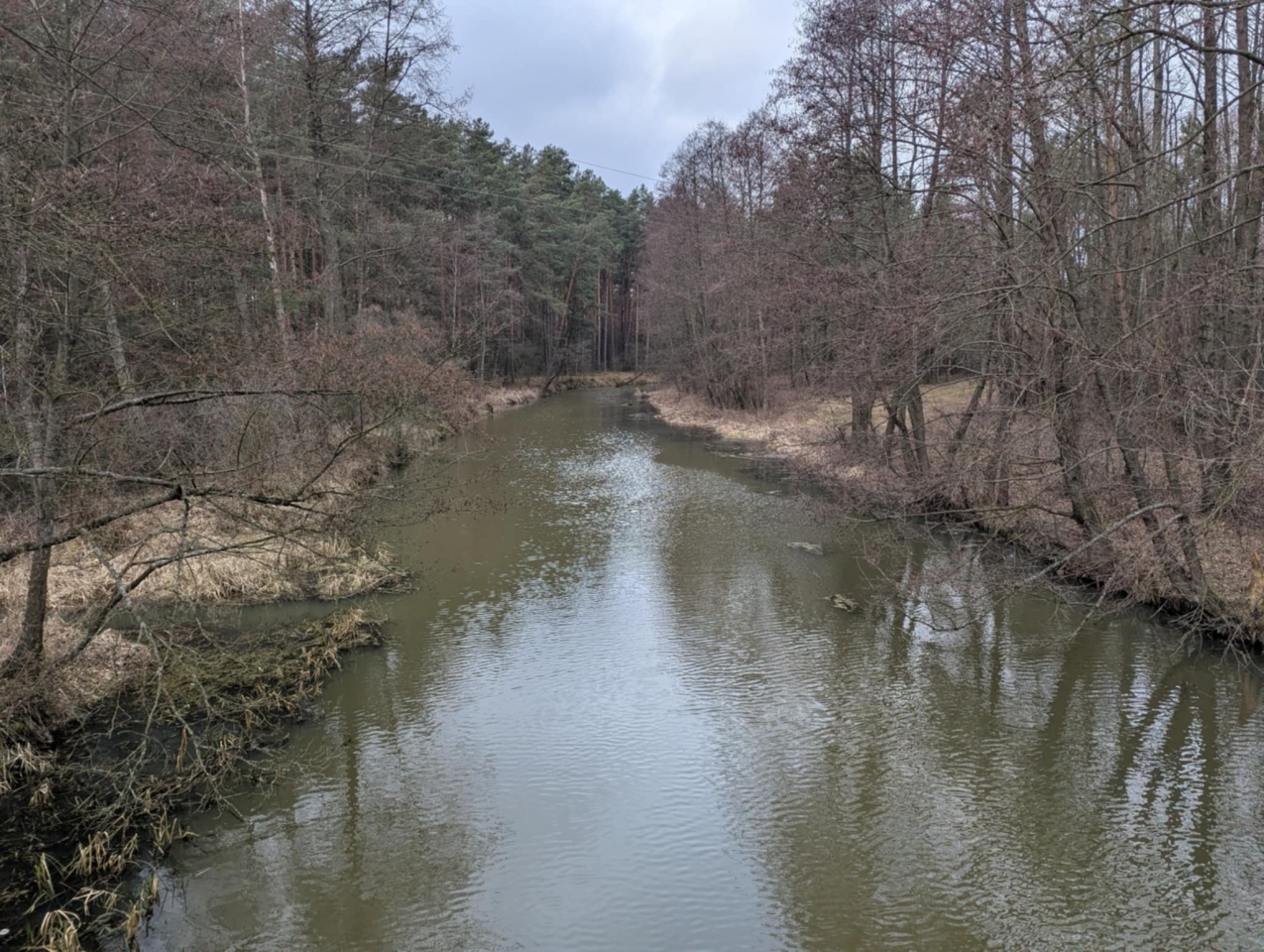 Rzeka Szkwa na granicy gm. Lelis i Zbójna [10.02.2025] - zdjęcie #9 - eOstroleka.pl