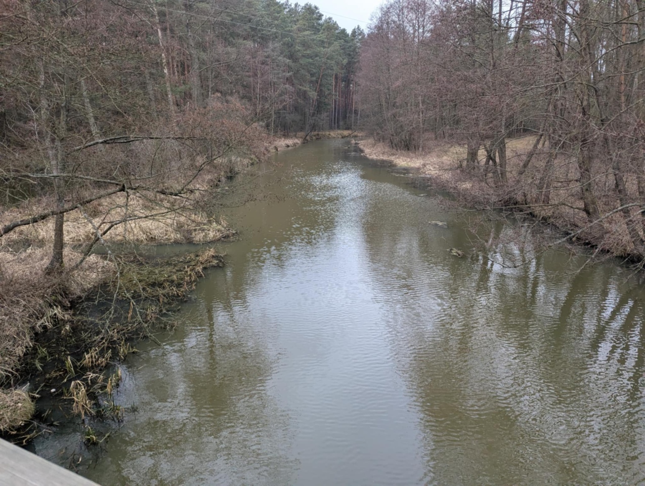 Rzeka Szkwa na granicy gm. Lelis i Zbójna [10.02.2025] - zdjęcie #11 - eOstroleka.pl