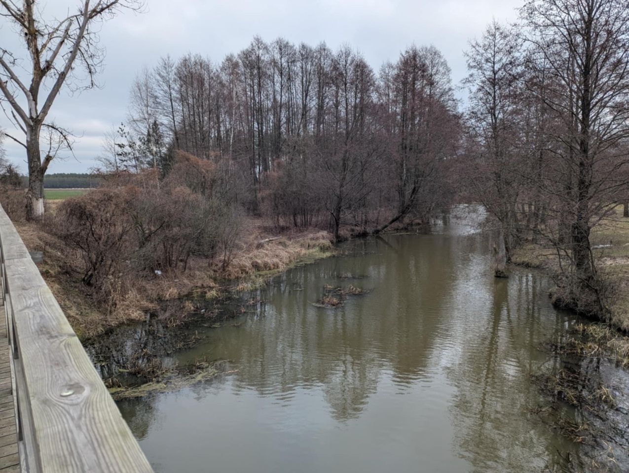 Rzeka Szkwa na granicy gm. Lelis i Zbójna [10.02.2025] - zdjęcie #2 - eOstroleka.pl