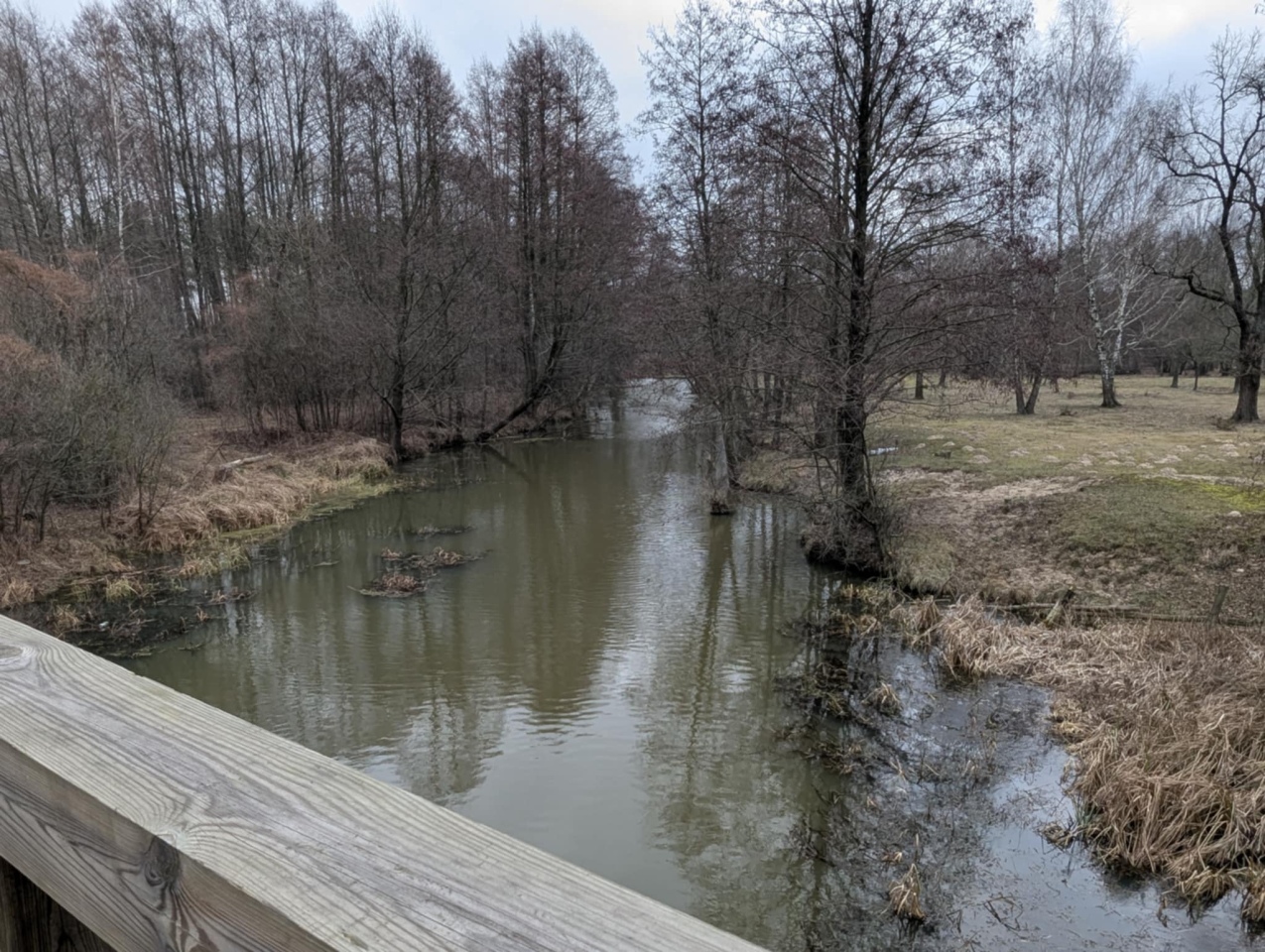 Rzeka Szkwa na granicy gm. Lelis i Zbójna [10.02.2025] - zdjęcie #1 - eOstroleka.pl