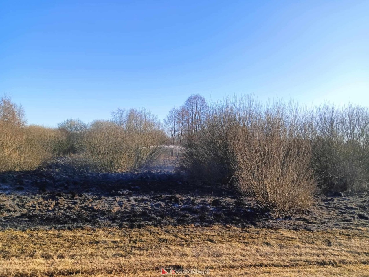 Pożar traw w Kuninie [19.03.2025] - zdjęcie #1 - eOstroleka.pl