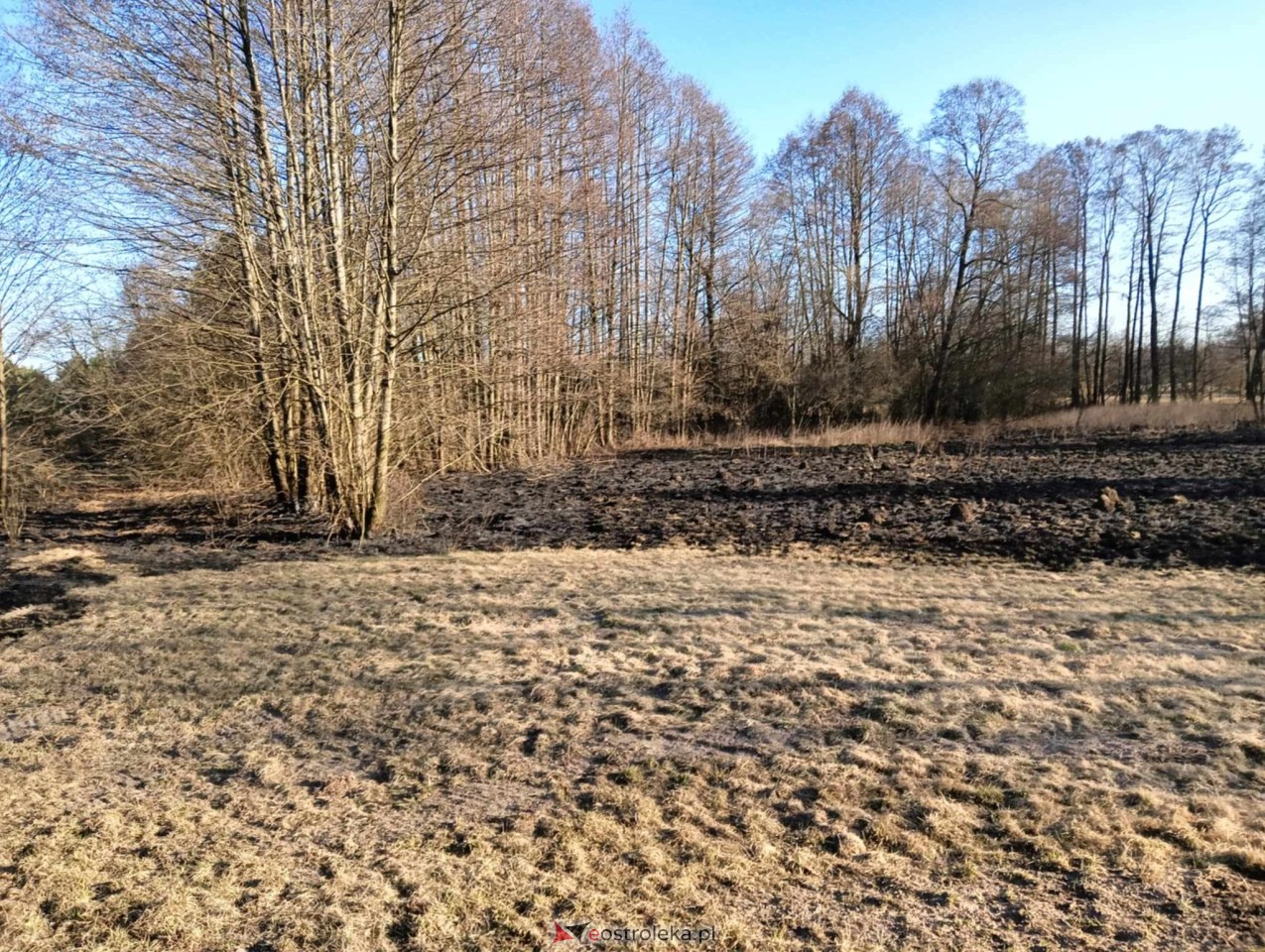 Pożar traw w Kuninie [19.03.2025] - zdjęcie #8 - eOstroleka.pl