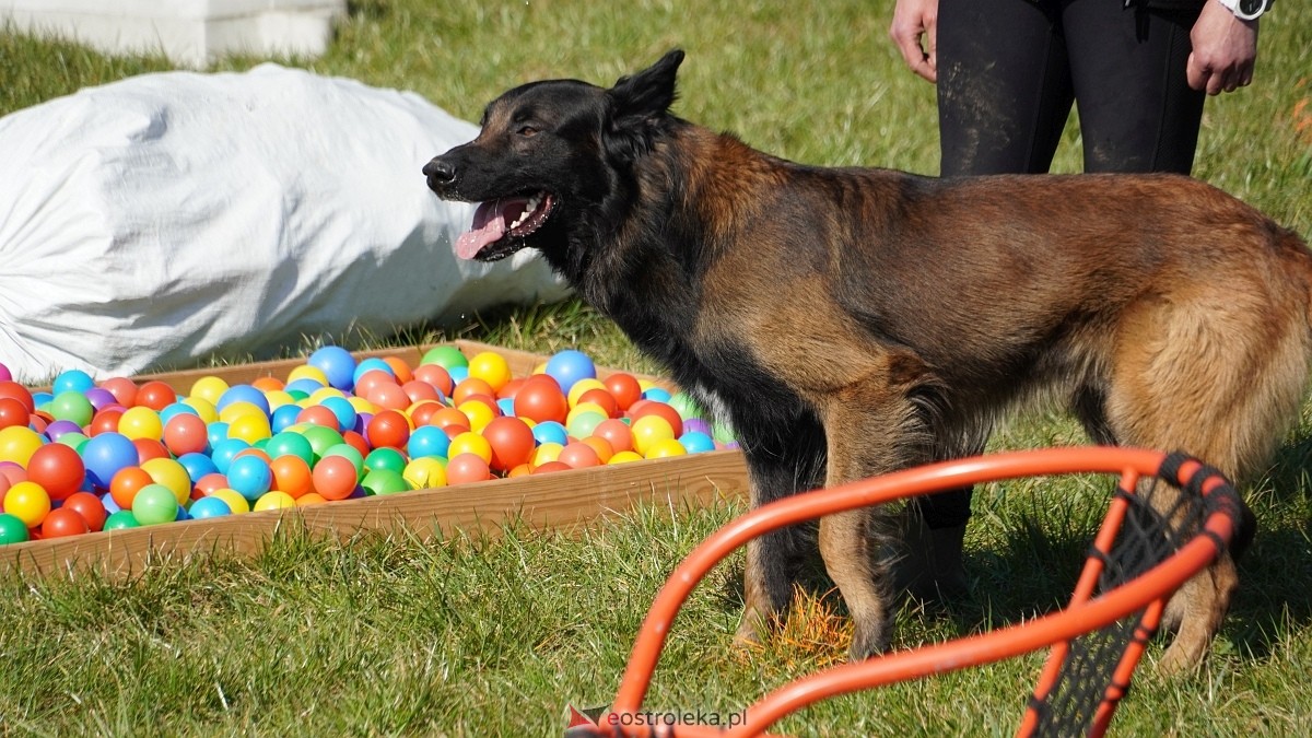 Podwójne zawody mondioringowe Wiosno, gdzie jesteś? w Przytułach Starych [29.03.2025] - zdjęcie #63 - eOstroleka.pl