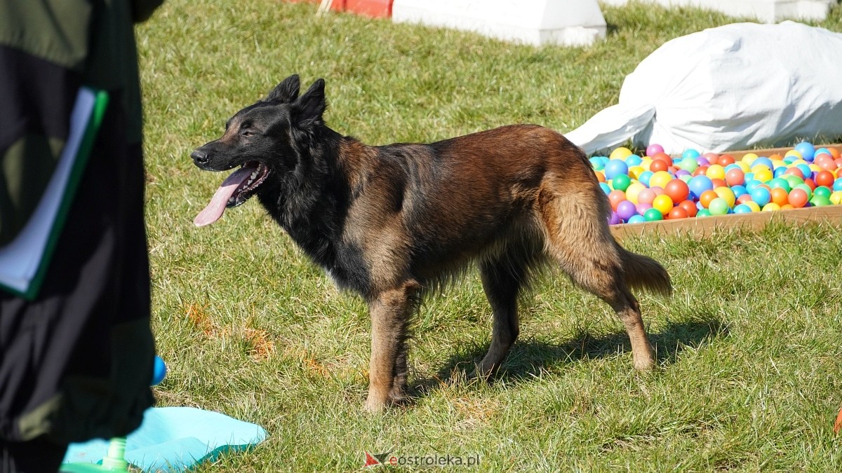Podwójne zawody mondioringowe Wiosno, gdzie jesteś? w Przytułach Starych [29.03.2025] - zdjęcie #58 - eOstroleka.pl