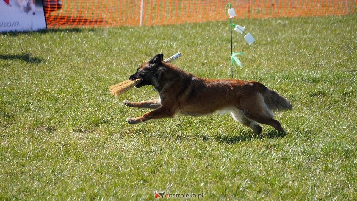 Podwójne zawody mondioringowe Wiosno, gdzie jesteś? w Przytułach Starych [29.03.2025] - zdjęcie #38 - eOstroleka.pl