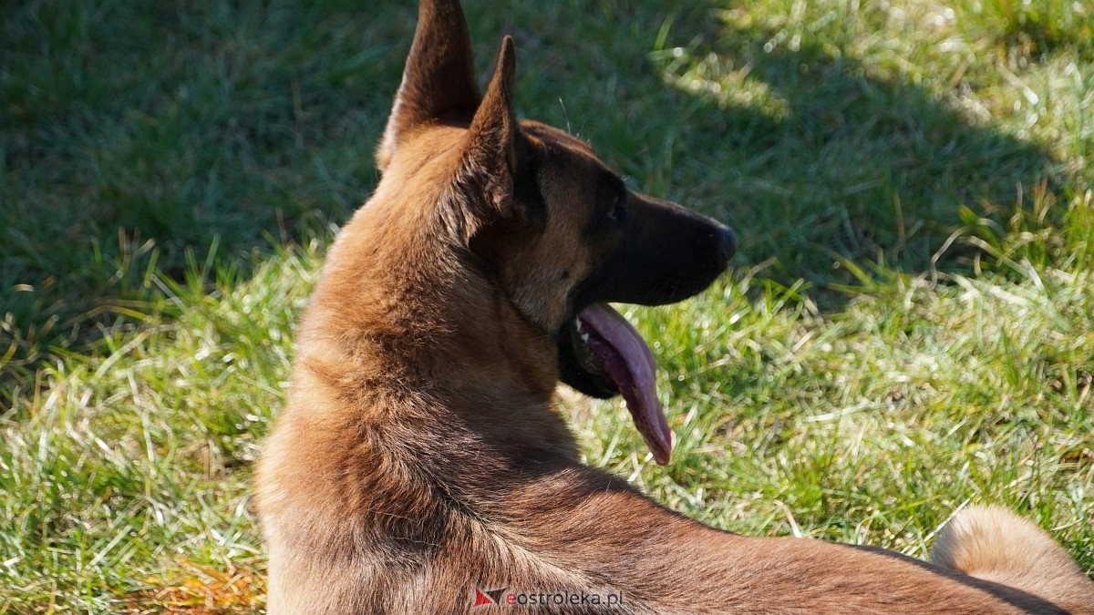 Podwójne zawody mondioringowe Wiosno, gdzie jesteś? w Przytułach Starych [29.03.2025] - zdjęcie #20 - eOstroleka.pl