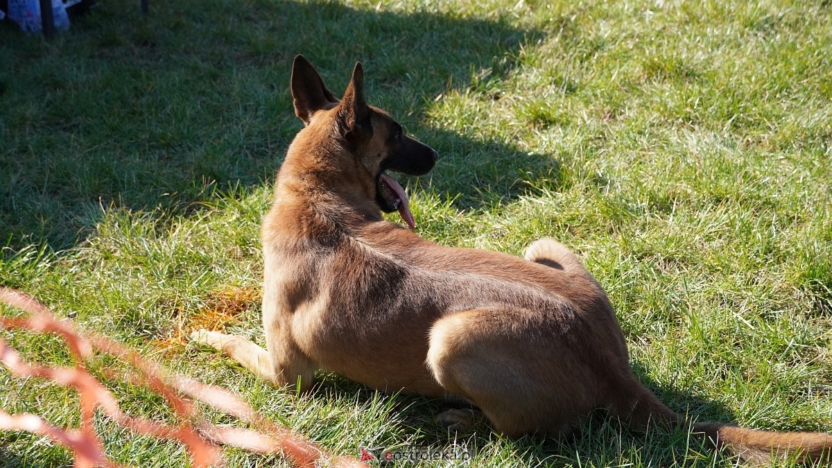 Podwójne zawody mondioringowe Wiosno, gdzie jesteś? w Przytułach Starych [29.03.2025] - zdjęcie #19 - eOstroleka.pl