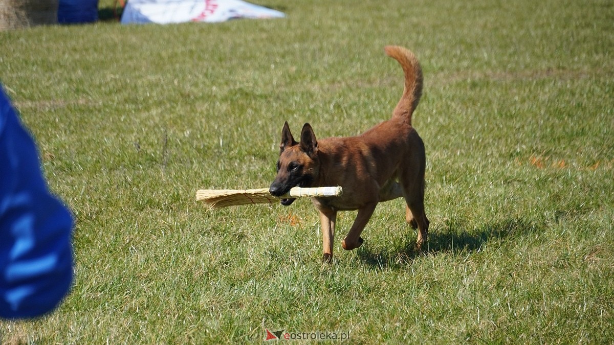 Podwójne zawody mondioringowe Wiosno, gdzie jesteś? w Przytułach Starych [29.03.2025] - zdjęcie #16 - eOstroleka.pl