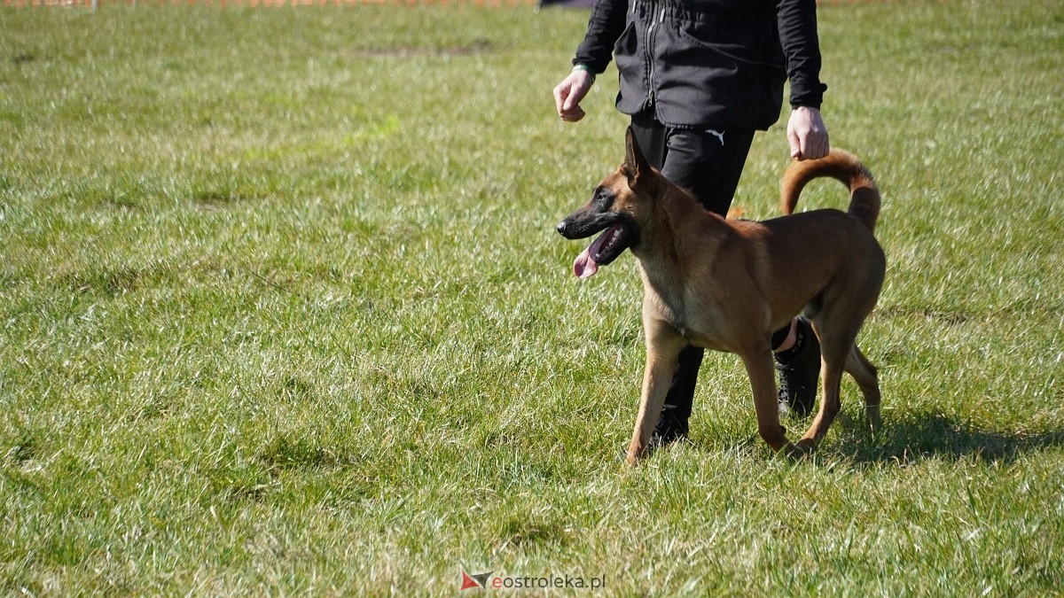 Podwójne zawody mondioringowe Wiosno, gdzie jesteś? w Przytułach Starych [29.03.2025] - zdjęcie #4 - eOstroleka.pl