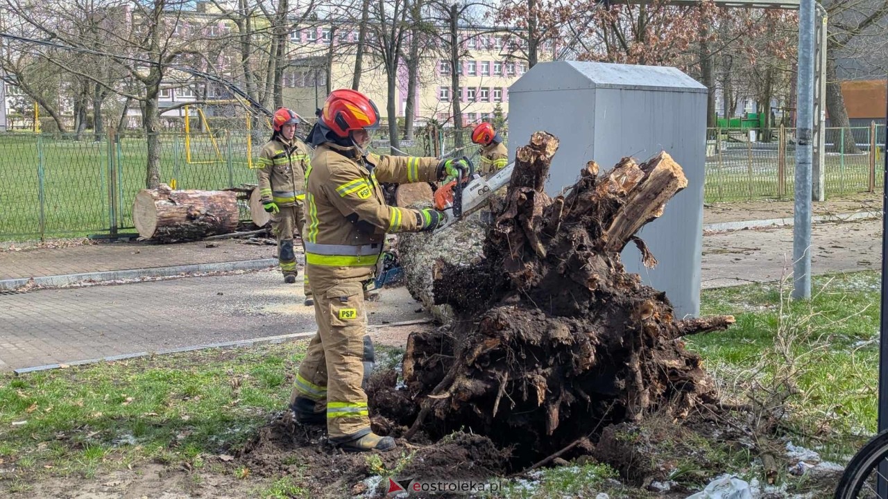 Powalone drzewo na Alei Wojska Polskiego [05.04.2025] - zdjęcie #84 - eOstroleka.pl