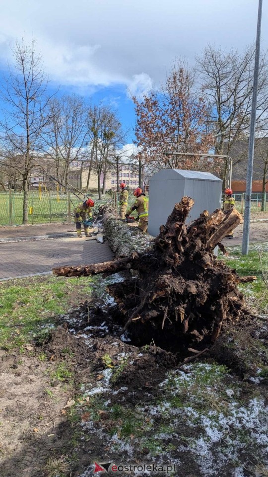 Powalone drzewo na Alei Wojska Polskiego [05.04.2025] - zdjęcie #82 - eOstroleka.pl