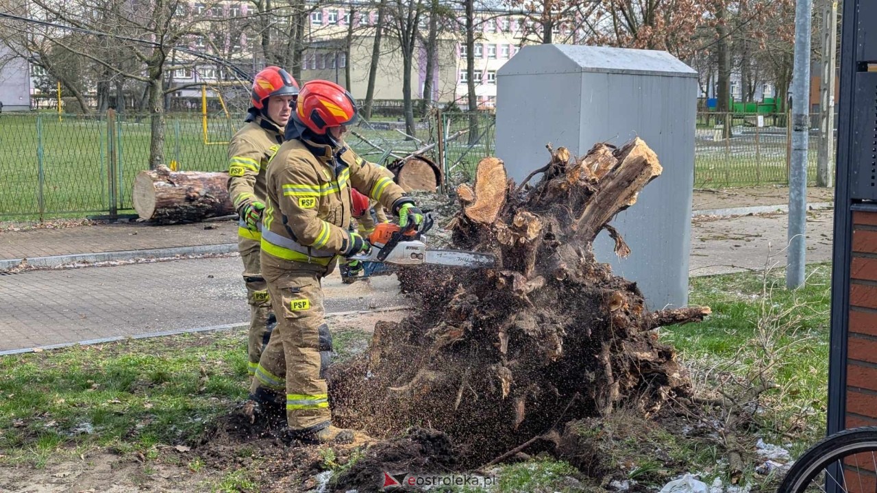 Powalone drzewo na Alei Wojska Polskiego [05.04.2025] - zdjęcie #81 - eOstroleka.pl