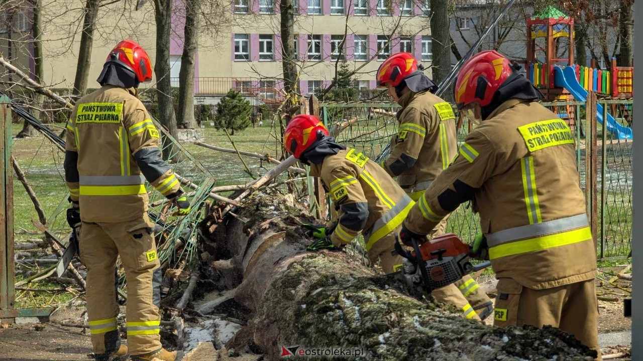 Powalone drzewo na Alei Wojska Polskiego [05.04.2025] - zdjęcie #78 - eOstroleka.pl