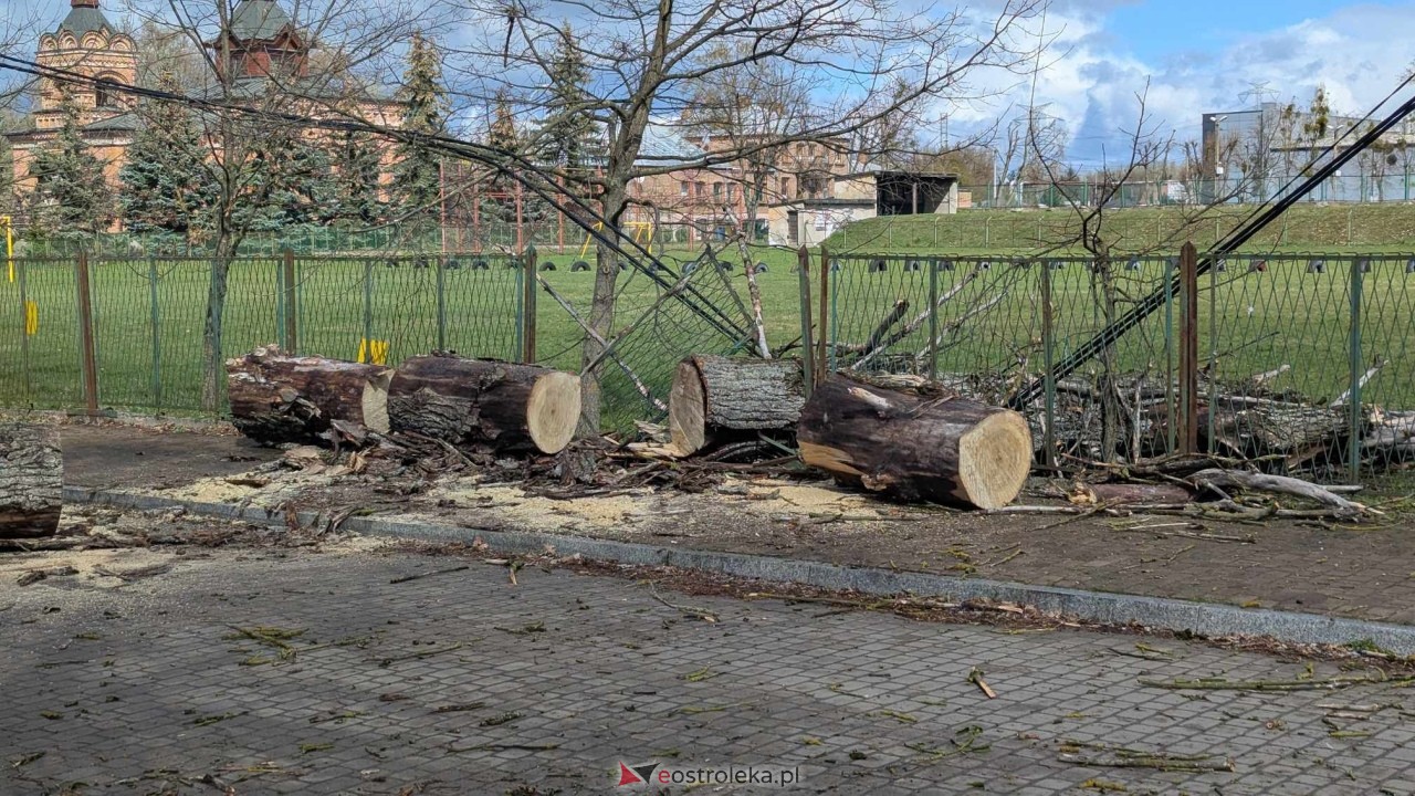 Powalone drzewo na Alei Wojska Polskiego [05.04.2025] - zdjęcie #76 - eOstroleka.pl